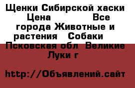 Щенки Сибирской хаски › Цена ­ 18 000 - Все города Животные и растения » Собаки   . Псковская обл.,Великие Луки г.